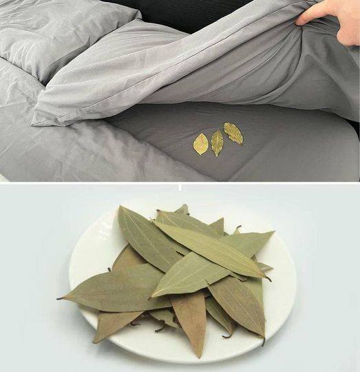 bay leaves under the bed before bed